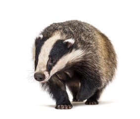 European badger walking towards the camera, six months old, isolated