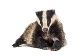 European badger, six months old, looking at camera, isolated - obrazy, fototapety, plakaty