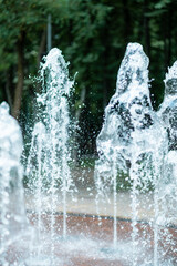 Water jets of the fountain on the background of green trees in the park.