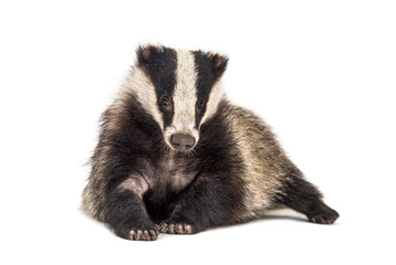 European badger, six months old, looking at camera, isolated