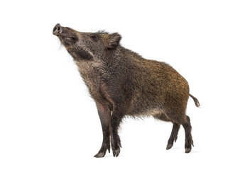 Wild boar standing in front, isolated on white