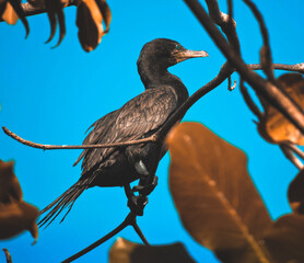 Neotropic Cormorant