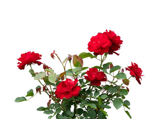 Blooming red rose bushes isolated on white
