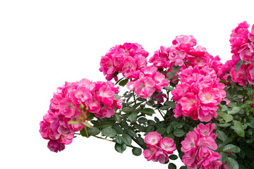 Blooming pink rose bushes isolated on white