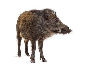 Standing Wild boar, isolated on white