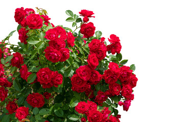 Blooming red rose bushes isolated on white - Powered by Adobe