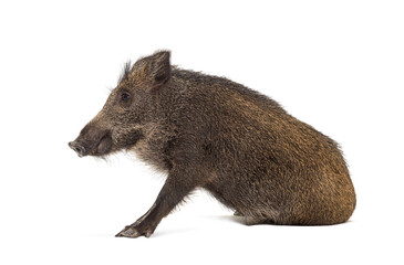Side view of Sitting Wild boar, isolated on white