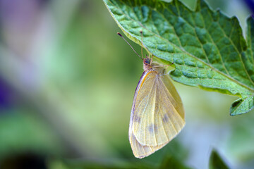 Schmetterling