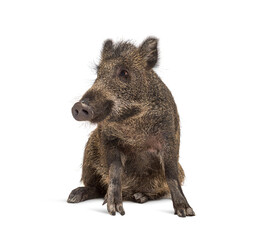 Sitting Wild boar, isolated on white, Weird position