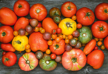 Fresh heirloom tomatoes with water drops on a wooden background.