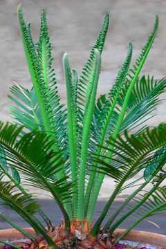 Palmfarn (Cycas Revoluta) japanischer Sagopalmfarn, Zimmerpflanze mit jungen Trieben
