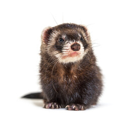 European polecat looking away, isolated, Wild ferret.