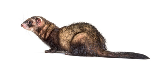 Obraz premium European polecat looking away, isolated, Wild ferret.