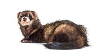 European polecat looking away, isolated, Wild ferret.