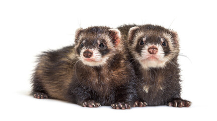 Two European polecats, looking away, isolated, Wild ferrets.