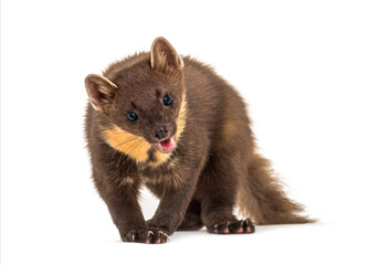 Front view of a Pine marten panting, isolated on white