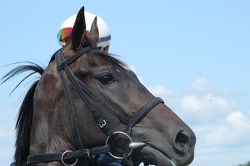 Obraz premium racehorse head