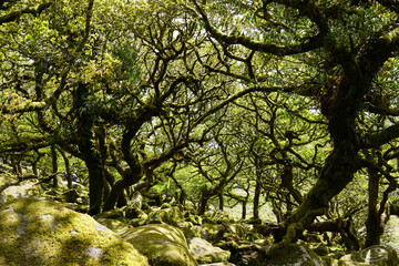 Obraz premium Twisted ancient oaks in Wistmans wood. The West Dart Valley. Dartmoor national park, Devon, England, UK