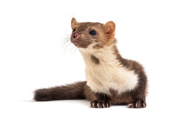 Beech marten looking away, isolated on white