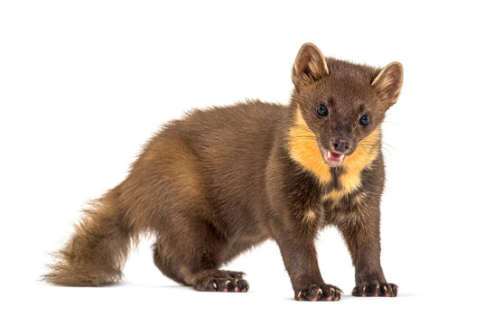 Pine marten standing, isolated on white
