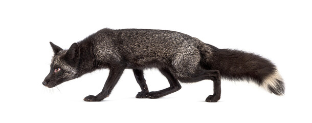 Side view of a Silvers Fox running away, isolated