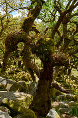 Twisted ancient oaks in Wistmans wood. The West Dart Valley. Dartmoor national park, Devon, England, UK
