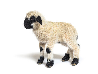 Profile of a lovely Lamb Valais Blacknose sheep three weeks old