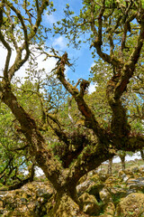 Twisted ancient oaks in Wistmans wood. The West Dart Valley. Dartmoor national park, Devon, England, UK
