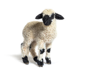 Profile of a lovely Lamb Valais Blacknose sheep three weeks old