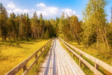 Fototapeta na wymiar Holzweg durch Moor im Wald bei blauem Himmel