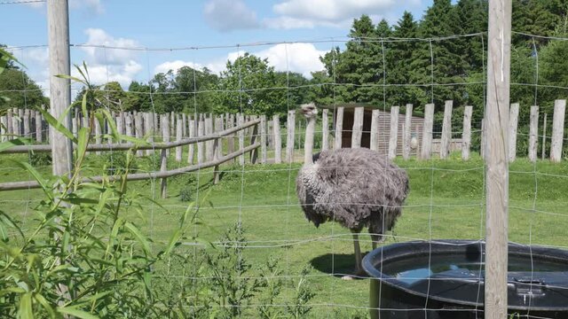 Large ostrich behind a fence on a warm sunny day. Slow motion shot of ostrich standing still.