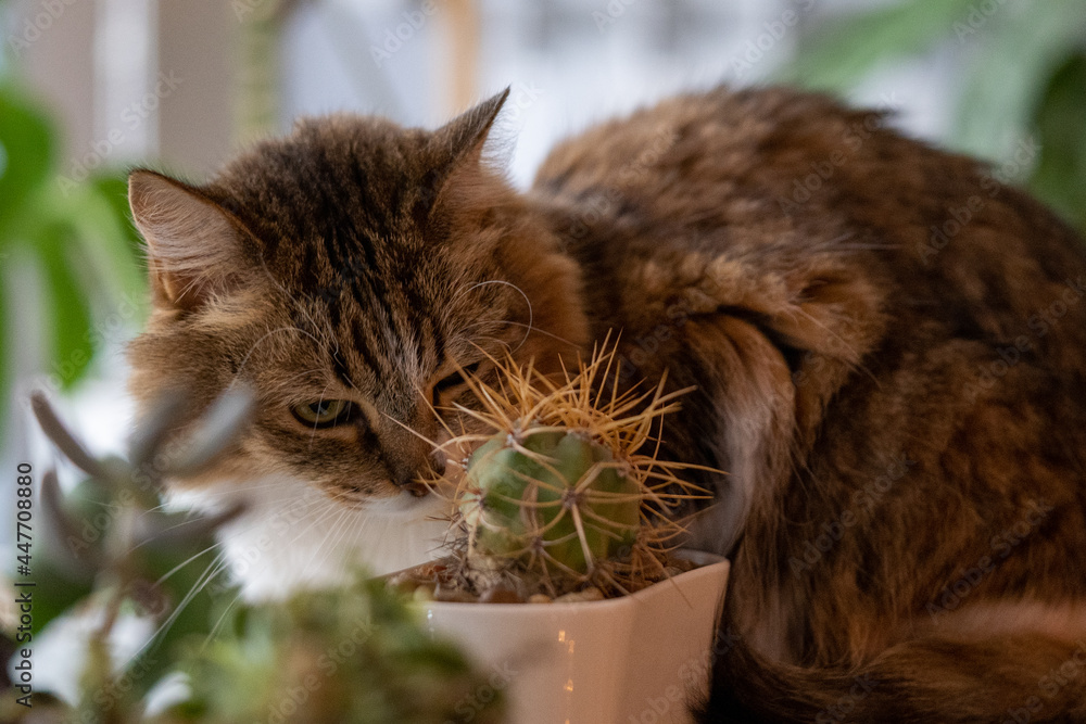 Sticker Closeup shot of a beautiful fluffy striped cat indoors amid houseplants