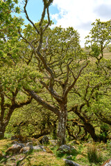 Fototapeta premium Twisted ancient oaks in Wistmans wood. The West Dart Valley. Dartmoor national park, Devon, England, UK