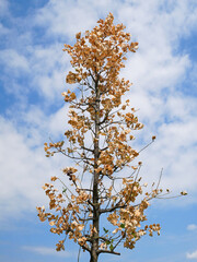 Dry leaves on the tree in summer time