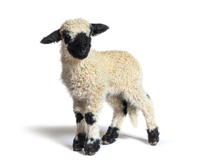 Valais Blacknose, German: Walliser Schwarznasenschaf, is a breed of domestic sheep originating in...