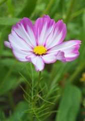 Cosmos bipinnatus, also known as garden cosmos, closeup of the white blossom with purple petal edges and yellow center. Lower angle of the view.