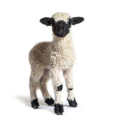 Standing Lamb Blacknose sheep looking at the camera, three weeks old, isolated on white