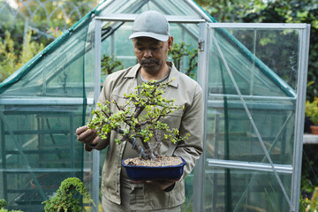 African american male gardener holding bonsai tree at garden centre