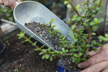 Hands of african american male gardener planting seedlings at garden centre