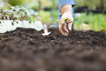 Hand of caucasian male gardener planting seedling at garden centre