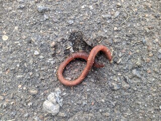 sick worm on the asphalt in the daytime.