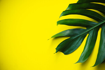 Fototapeta na wymiar Monstera big leaf decorate on border yellow background