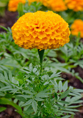 Marigold or Tagetes flower in bloom