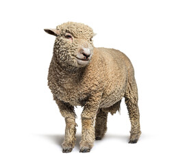 Southdown sheep, Babydoll, smiling sheep, isolated on white