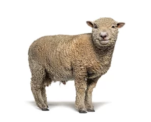 Fotobehang Southdown schapen, Babydoll, lachende schapen, geïsoleerd op wit © Eric Isselée
