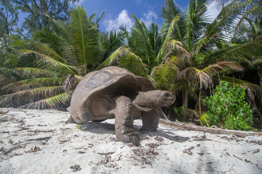 A giant tortoise patrols the beach on Curieuse Island, Seychelles.
