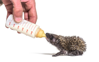 Helping human hand give food with a feeding bottle a Young European hedgehog, isolated