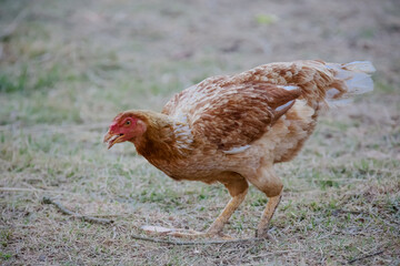 Galinha amarela comendo milho na grama numa fazenda.