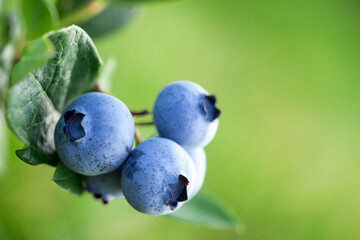 Fresh organic blueberries and leaves on the bush on green summer nature background. Concept of healthy and organic food.