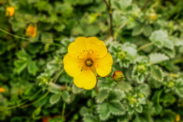 Yellow Flower Kumrat Valley Beautiful Landscape Mountains View